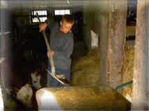 Stall
